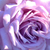 Vijolična - Vrtnica čajevka - Mamy Blue